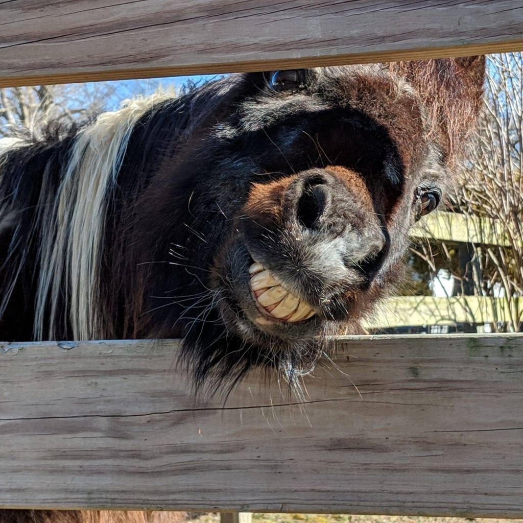 87460426 10221611646825717 6275234965084962816 n