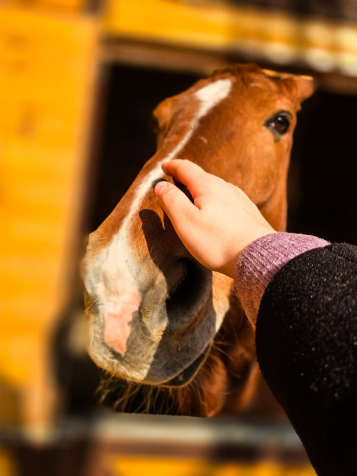 pexels photo 30507387.webp